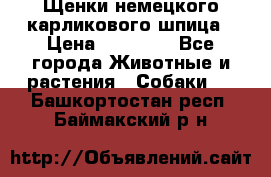 Щенки немецкого карликового шпица › Цена ­ 20 000 - Все города Животные и растения » Собаки   . Башкортостан респ.,Баймакский р-н